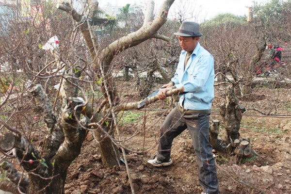 Đại gia chi hàng chục triệu chơi đào Tết - Hình 1