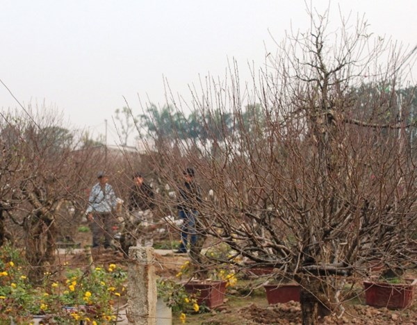 Đại gia chi hàng chục triệu chơi đào Tết - Hình 2