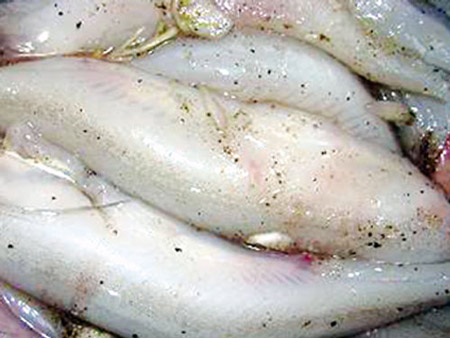 Đông về nhớ món cá khoai - Hình 1
