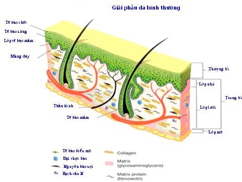 Trẻ hơn tuổi nhờ làm trắng da - Hình 1