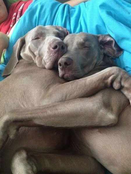 Với bức ảnh chó ôm nhau đầy cảm xúc này, bạn sẽ được chứng kiến tình cảm đơn giản nhưng cực kỳ đáng yêu giữa hai chú chó. Sự ấm áp, quan tâm cùng cảm giác an toàn của chúng sẽ làm cho trái tim bạn tan chảy và cảm thấy vô cùng hạnh phúc.