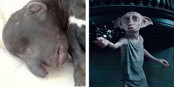 Chú chó có khuôn mặt giống hệt gia tinh Dobby của Harry Potter - Hình 1