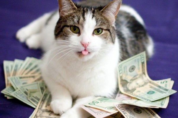 Bạn sẽ không khỏi ngạc nhiên khi ngắm nhìn những hình ảnh của mèo siêu giàu đầy tiền vàng.