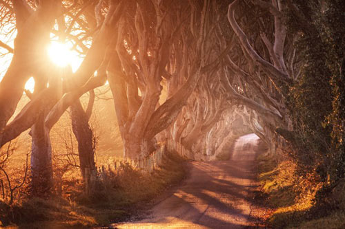 Con đường cây đẹp ma mị ở Bắc Ireland - Du lịch - Việt Giải Trí