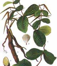 Giữ phong độ cho quý ông: Chỉ cần hà thủ ô là đủ - Hình 1
