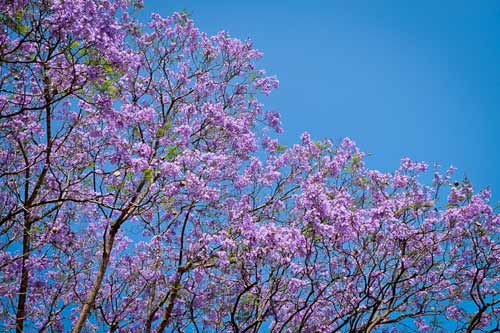 Tháng Ba đến với sắc hoa đầy sức sống, tươi tắn và rực rỡ. Hãy cùng xem hình ảnh về sắc hoa tháng Ba - một nguồn cảm hứng vô tận cho những ai yêu thích thiên nhiên và tạo hình ảnh đẹp.