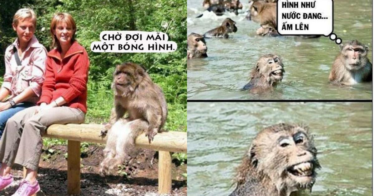 Cười vỡ bụng với ảnh chế về loài khỉ - Hài hước - Việt Giải Trí