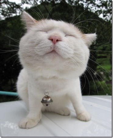 Mách bạn nhiều hơn 77 mèo ami bụng bự hình nền hay nhất  Tin học Đông Hòa