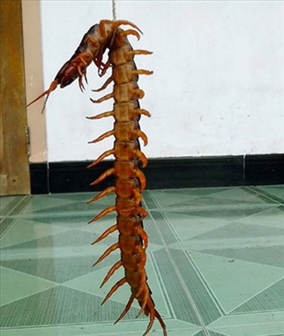 Bắt được rết khổng lồ 21 đốt, dài 22 cm - Hình 1