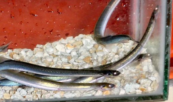 Quái vật tí hon đột nhập nội tạng, hút máu người qua đường sinh dục - Hình 14