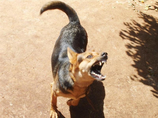 Chó dữ là một chủ đề rất thú vị để tìm hiểu. Hãy xem hình ảnh về chú chó này để khám phá sự hung ác và nhanh nhẹn của chúng.