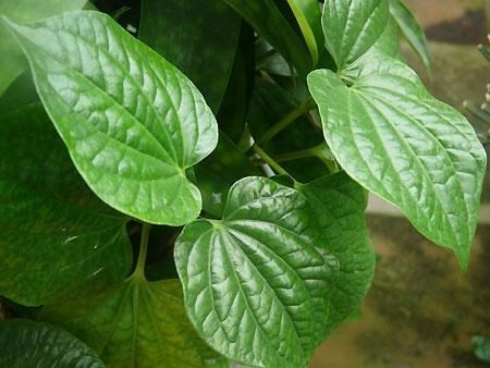 Chữa hôi nách tận gốc cực đơn giản bằng nguyên liệu dễ tìm - Hình 3