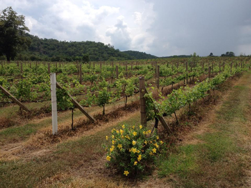 Khao Yai, chốn yên bình giữa thiên đường du lịch - Hình 14