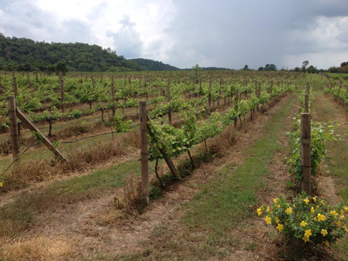 Khao Yai, chốn yên bình giữa thiên đường du lịch - Hình 3