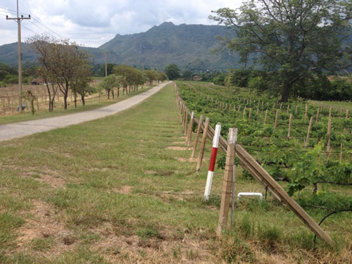 Khao Yai, chốn yên bình giữa thiên đường du lịch - Hình 13