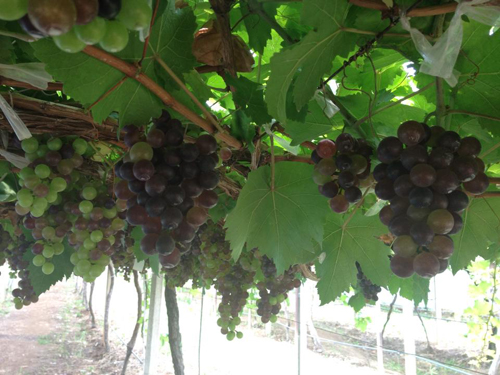 Khao Yai, chốn yên bình giữa thiên đường du lịch - Hình 16