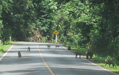 Khao Yai, chốn yên bình giữa thiên đường du lịch - Hình 1