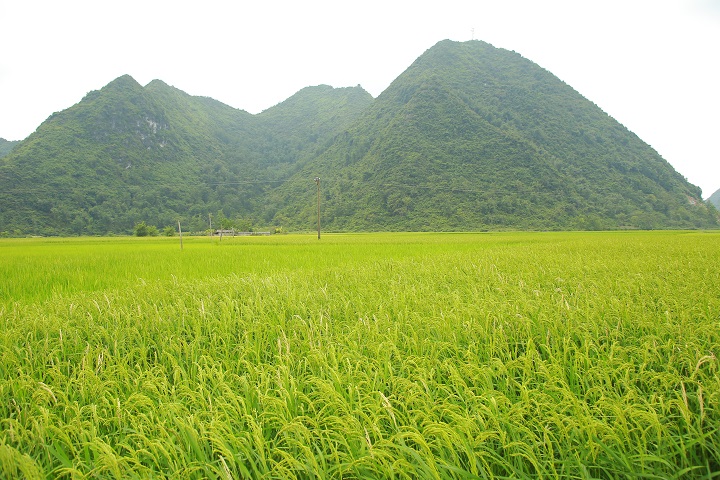 Cánh đồng lúa Bắc Sơn đẹp lộng lẫy nhìn từ trên cao - Hình 2