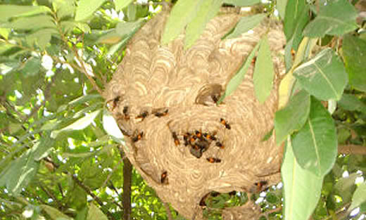 Tổ ong Clip nghệ thuật Mật ong đồ họa Véc tơ  con ong png tải về  Miễn  phí trong suốt ống png Tải về