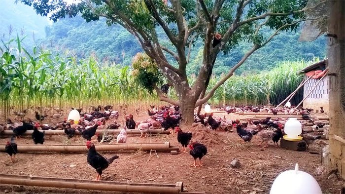 Cứu nguy đàn gà quý thuần cổ của Việt Nam - Hình 3