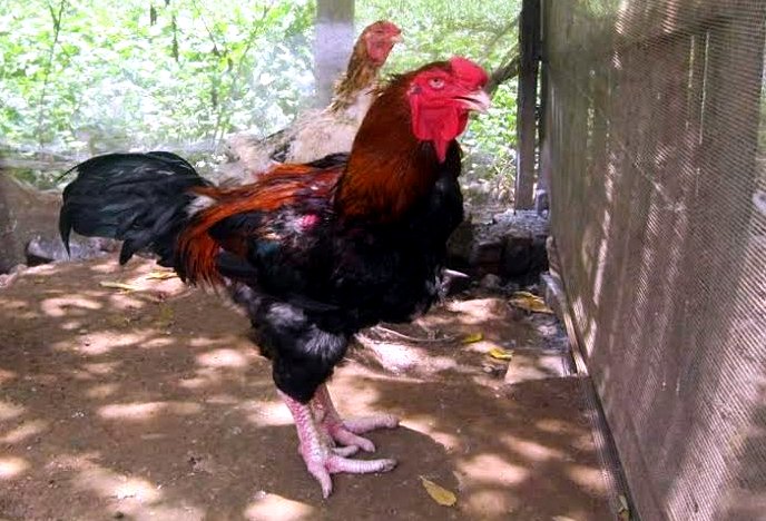 Cứu nguy đàn gà quý thuần cổ của Việt Nam - Hình 2