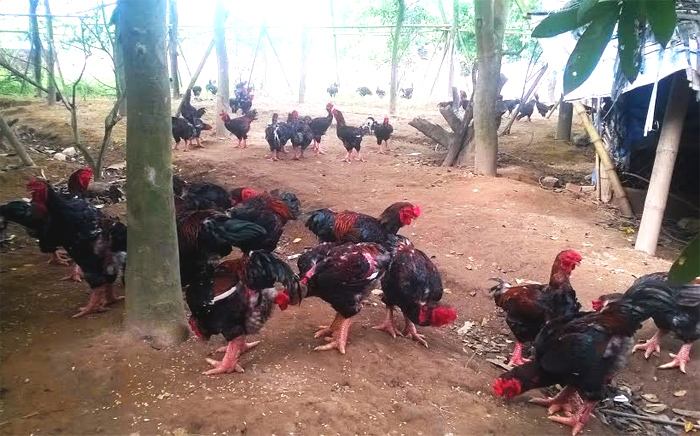 Cứu nguy đàn gà quý thuần cổ của Việt Nam - Hình 1