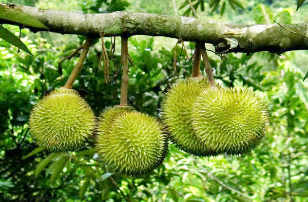Những chốn vui chơi gần Sài Gòn đi về trong ngày - Hình 3