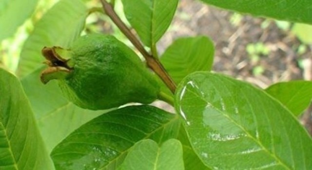 Phép lạ trị mụn, xóa thâm, se lỗ chân lông ngon ơ từ lá ổi - Hình 1
