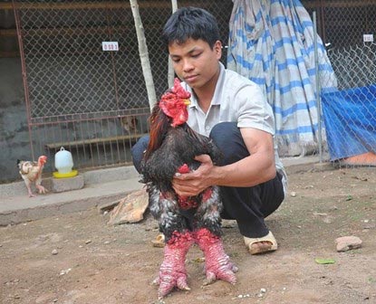 Chủ trại gà Đông Tảo tiết lộ bí quyết luyện gà nghìn đô - Hình 6
