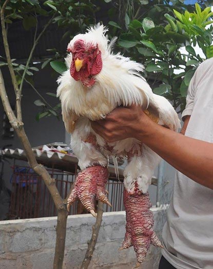 Chủ trại gà Đông Tảo tiết lộ bí quyết luyện gà nghìn đô - Hình 5