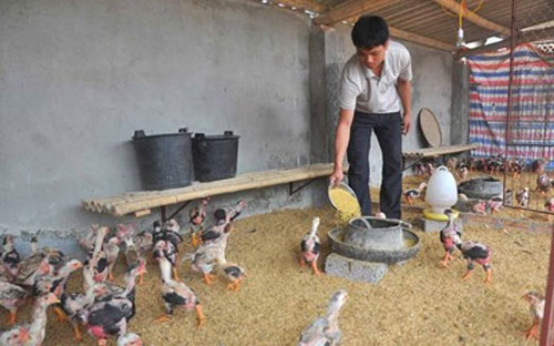 Chủ trại gà Đông Tảo tiết lộ bí quyết luyện gà nghìn đô - Hình 4