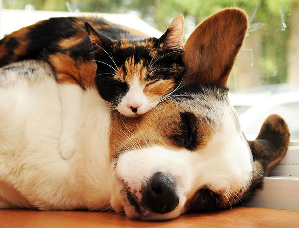 Bạn đã từng thấy cảnh chó và mèo ngủ ôm nhau chưa? Nếu chưa, hãy xem ảnh này để cảm nhận sự ấm áp và thân thiết giữa hai loài vật cưng này. Chúng ta có thể học hỏi được nhiều điều từ sự yêu thương giữa chó và mèo.