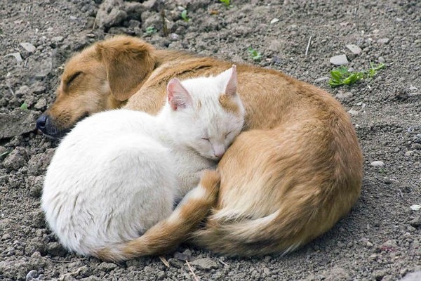 Chó và mèo có thể trở thành bạn thân như những người bạn. Hình ảnh chúng ôm nhau sẽ khiến bạn cảm thấy ấm áp và yên bình. Hãy xem bức ảnh đáng yêu này và cảm nhận sự thân thiện và tình cảm của chúng.
