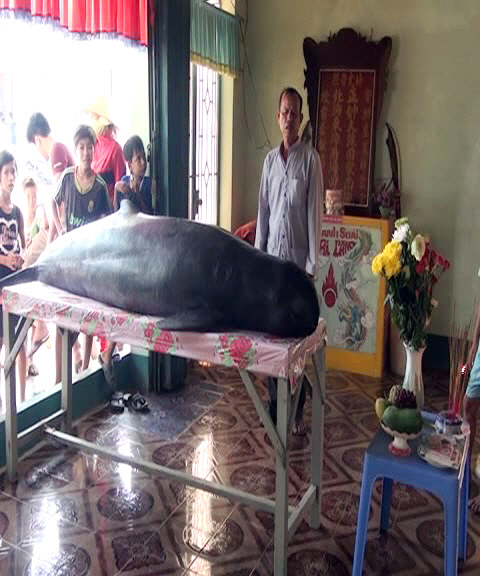 Cá voi nặng 250kg mắc lưới ngư dân - Hình 2