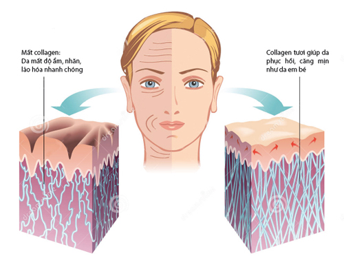 Làn da căng mịn sau Tết nhờ collagen tươi - Hình 2