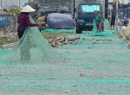 Tháng Giêng, ngư dân bội thu cá cơm - Hình 7