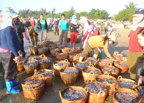 Tháng Giêng, ngư dân bội thu cá cơm - Hình 2