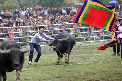 Thót tim xem màn hãm ngưu vương - Hình 6