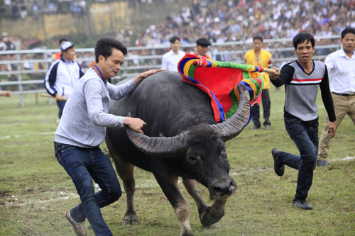 Thót tim xem màn hãm ngưu vương - Hình 7