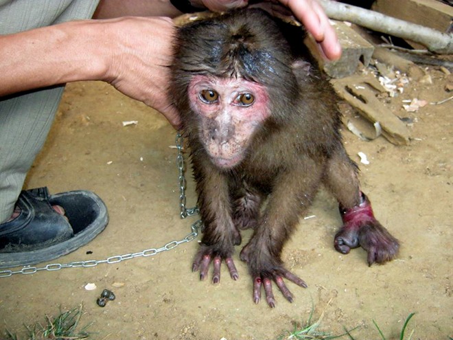 Những chú khỉ bị xiềng xích, chân tay rướm máu - Hình 6