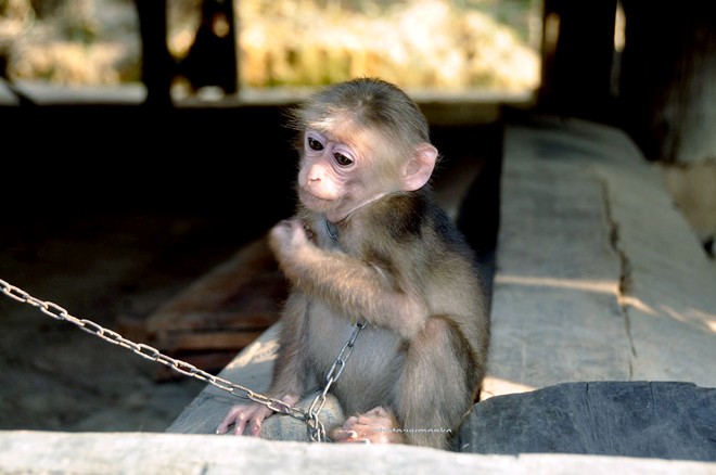 Những chú khỉ bị xiềng xích, chân tay rướm máu - Hình 10