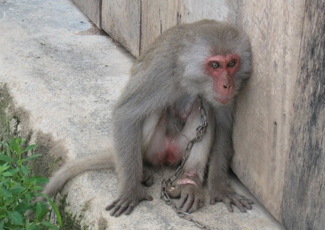 Những chú khỉ bị xiềng xích, chân tay rướm máu - Hình 3