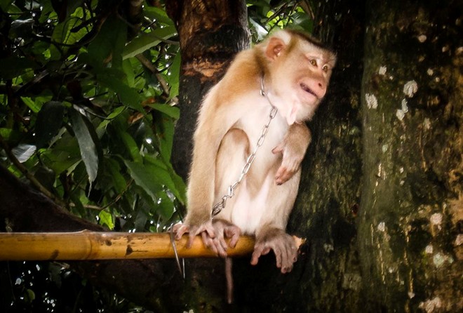 Những chú khỉ bị xiềng xích, chân tay rướm máu - Hình 8