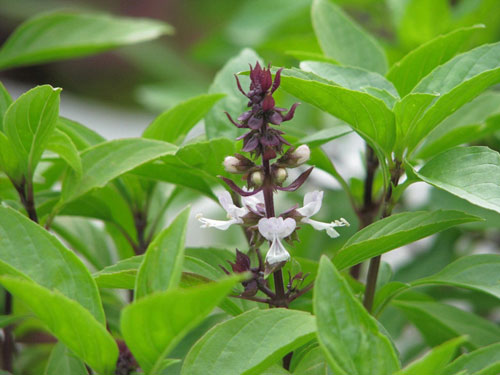 Cách chữa ho dị ứng đơn giản tại nhà - Hình 4