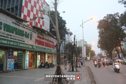 Mức giá &'khủng' của cây gỗ quý nhóm 1 bị chặt ở Hà Nội - Hình 1