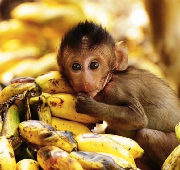 Khỉ bán chuối: Thưởng thức hình ảnh đáng yêu của những chú khỉ bán chuối dễ thương và đáng yêu. Họ chắc chắn sẽ làm cho bạn cười thích thú!