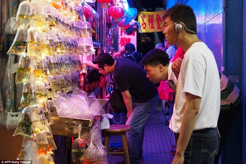 Lạc lối trong chợ bán cá cảnh độc nhất vô nhị - Hình 7
