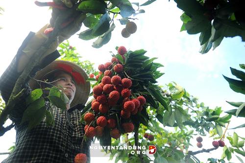 Thương lái Trung Quốc trở lại thu mua vải thiều - Hình 1