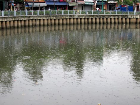 Cá lại ngóc đầu dày đặc trên kênh Nhiêu Lộc-Thị Nghè - Hình 1
