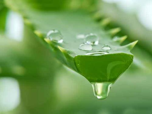 7 tác dụng tuyệt vời của lô hội với làn da - Hình 1